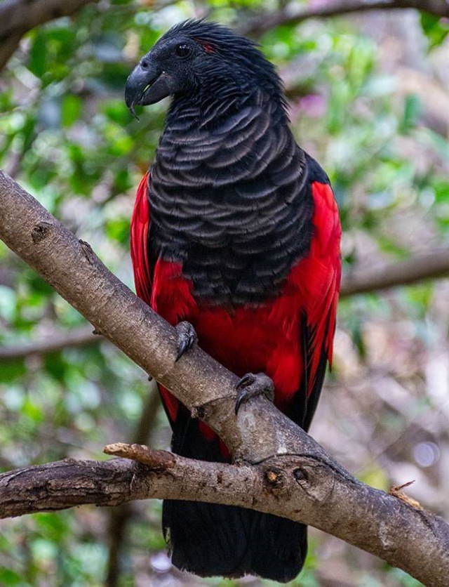 Poignant Photos the Dracula parrot