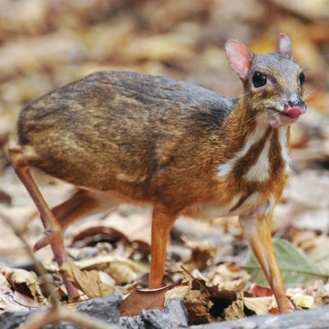 Poignant Photos Chevrotain