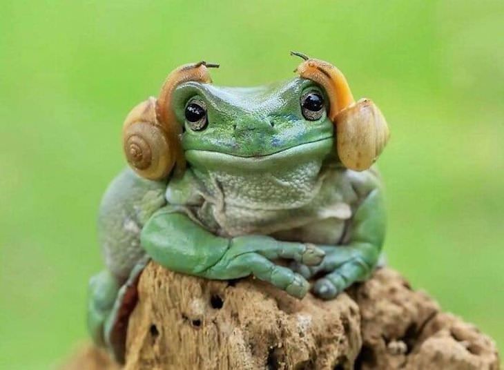 16 Unintentionally Hilarious Animals Moments frog and snails