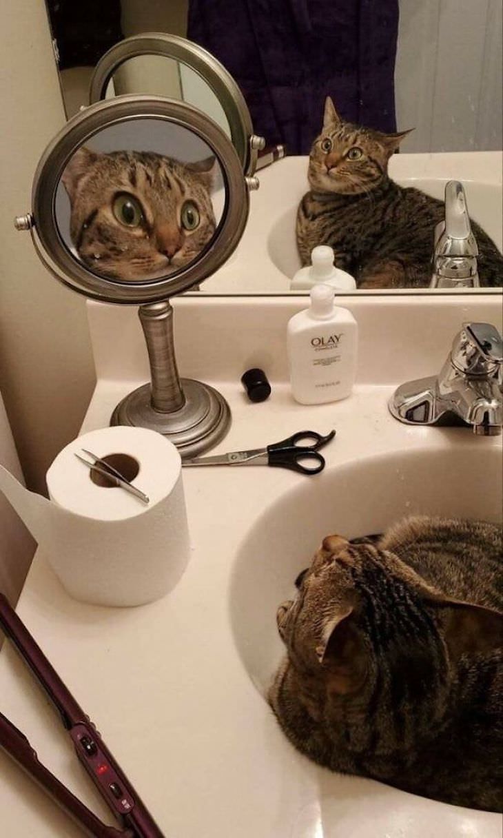 16 Unintentionally Hilarious Animals Moments cat looking at the mirror
