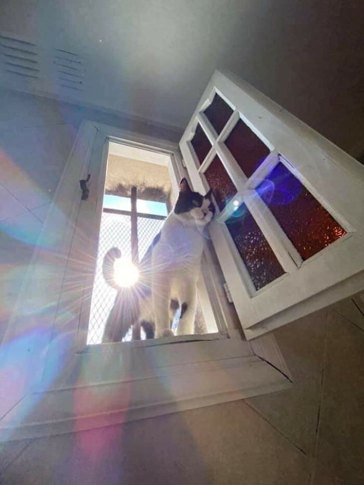 16 Unintentionally Hilarious Animals Moments cat at the window
