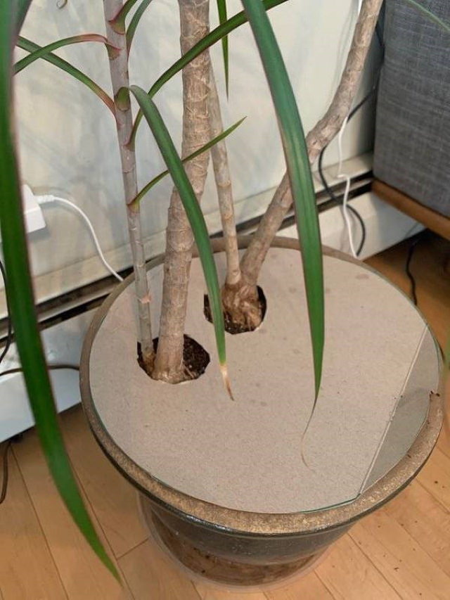 Household Tricks cardboard to cover houseplant 