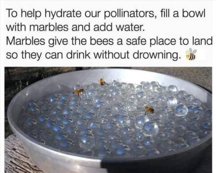 Household Tricks Helping bees