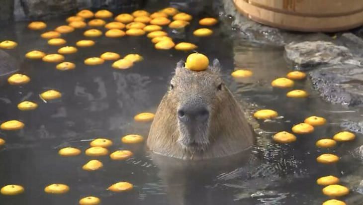 16 Unintentionally Hilarious Animals Moments capybara