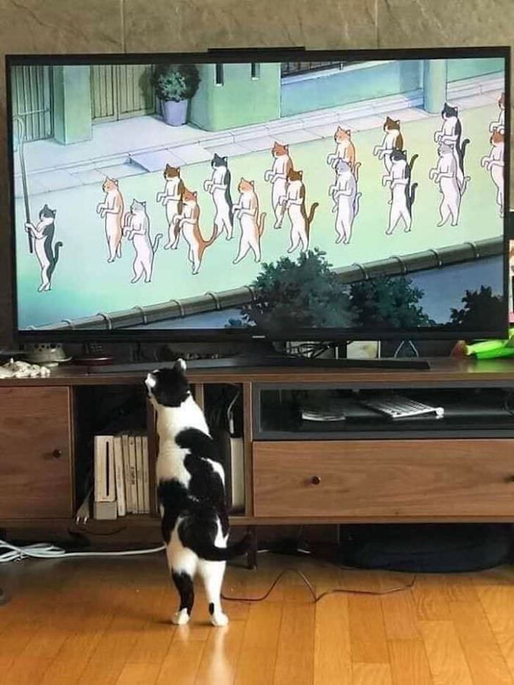 16 Unintentionally Hilarious Animals Moments cat watching tv