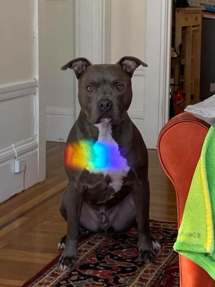 16 Unintentionally Hilarious Animals Moments dog and rainbow
