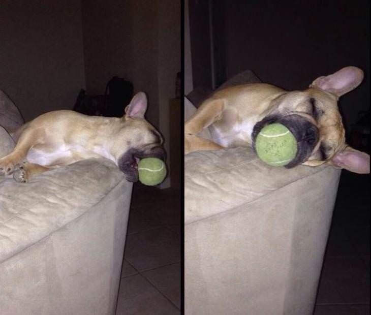 Pets and Kids Caught in Sweet and Silly Moments dog sleeping with ball