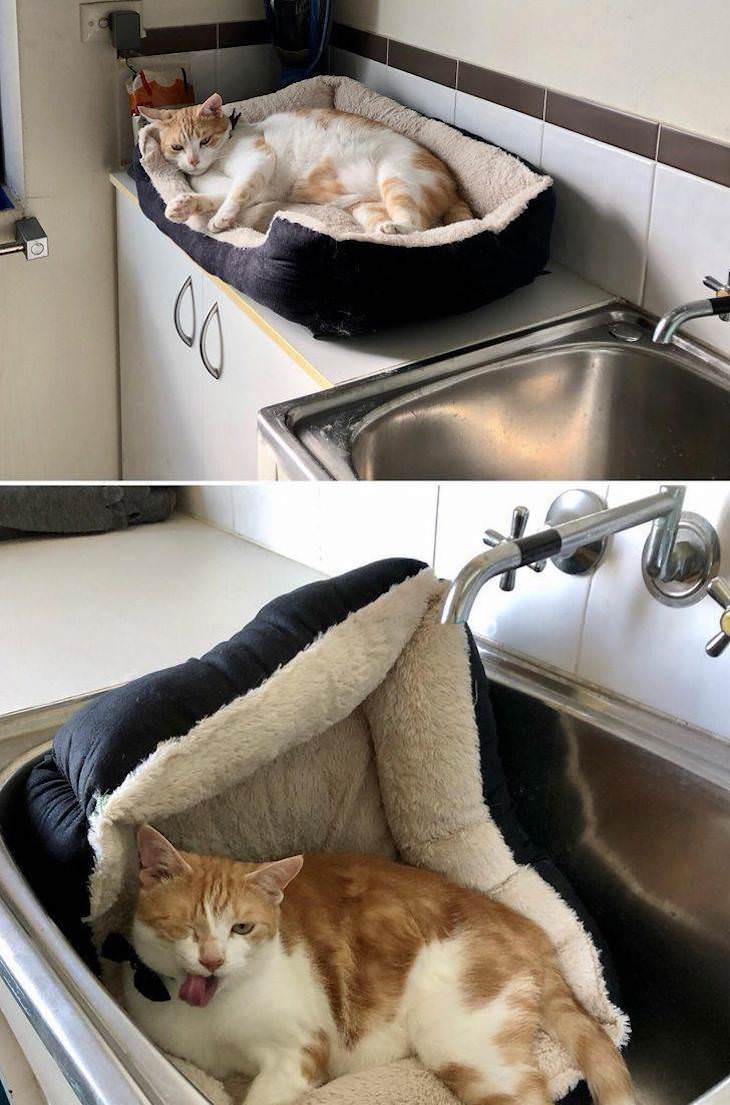 Pets and Kids Caught in Sweet and Silly Moments cat in sink