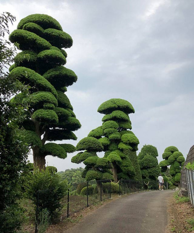 Amazing Places giant trees in Japan