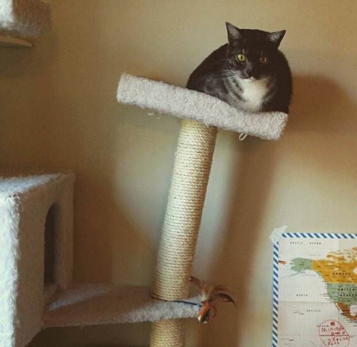 Pets and Kids Caught in Sweet and Silly Moments cat tree