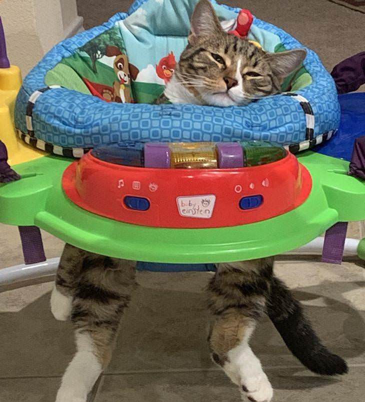 Pets and Kids Caught in Sweet and Silly Moments cat in toddler chair