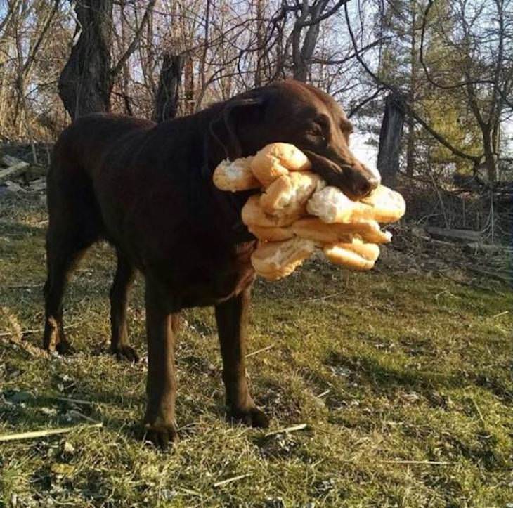 Pets and Kids Caught in Sweet and Silly Moments dog stealing bread