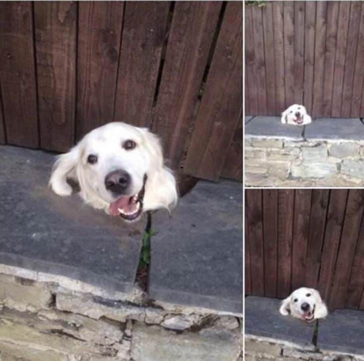 Pets and Kids Caught in Sweet and Silly Moments dog peeking through fence