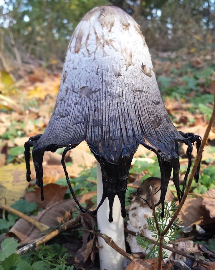 Unintentional Works of Art Created by Nature inky cap mushroom