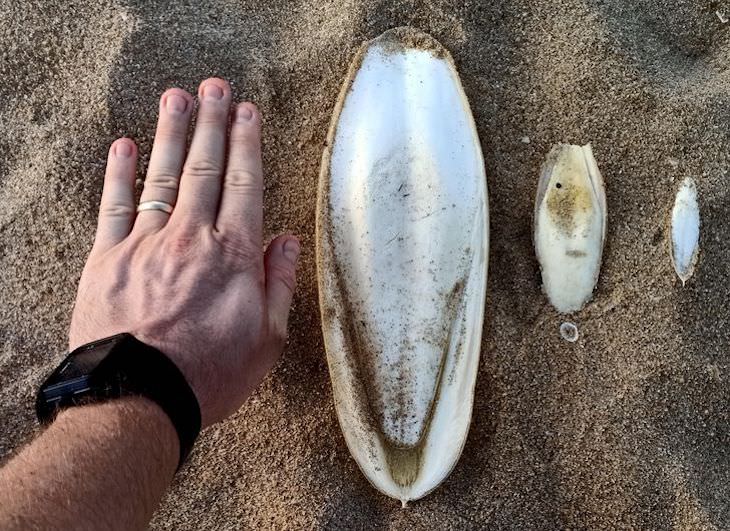 Unintentional Works of Art Created by Nature cuttlefish skeleton