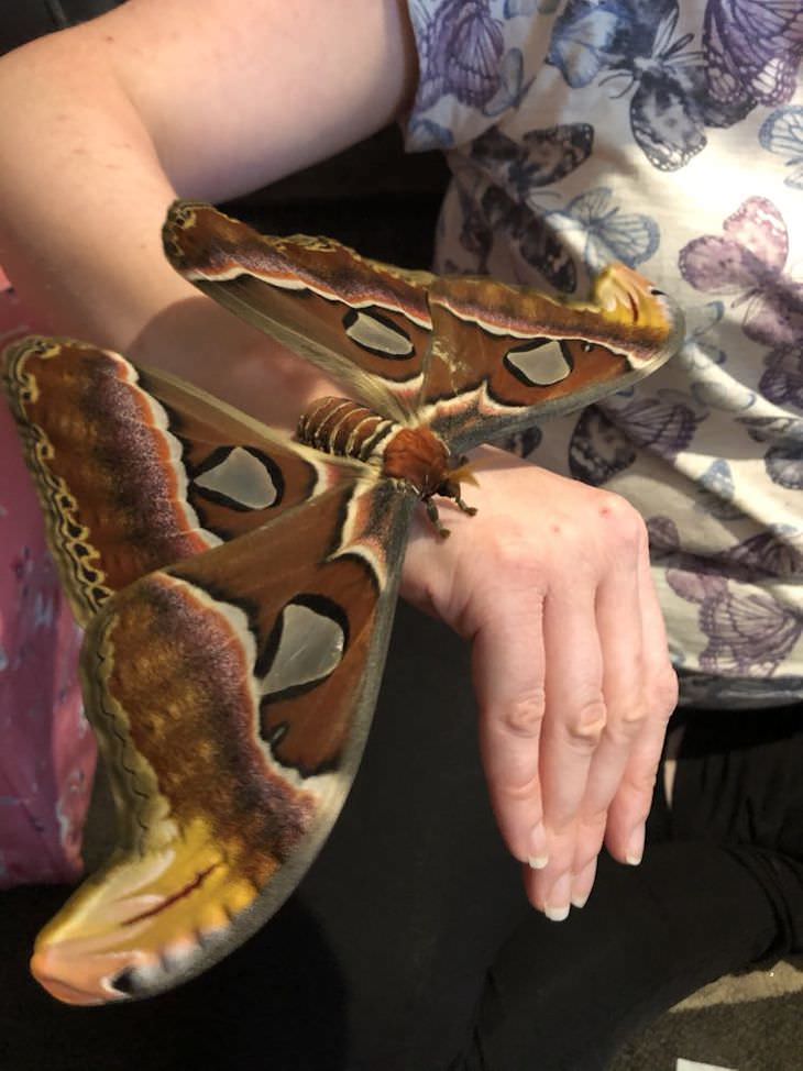 Unintentional Works of Art Created by Nature atlas moth