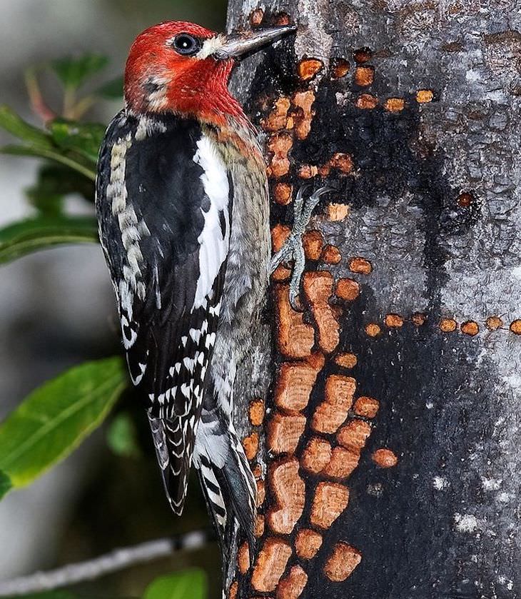 Unintentional Works of Art Created by Nature sapsucker