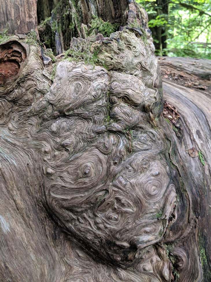 Unintentional Works of Art Created by Nature tree burl