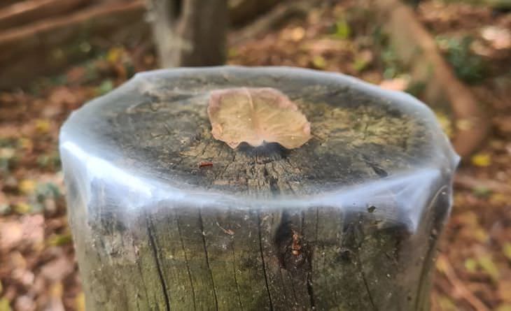 Unintentional Works of Art Created by Nature leaf trapped in spider's web
