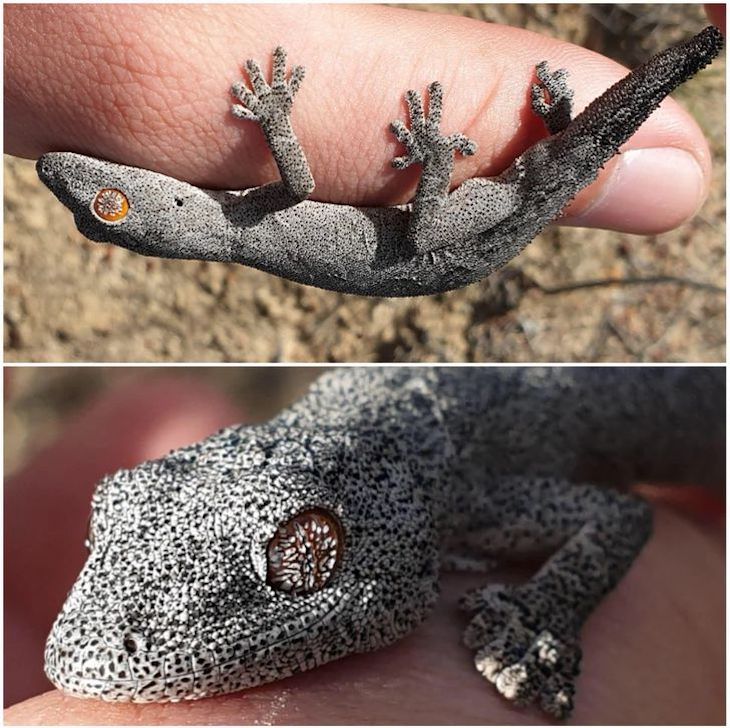 Unintentional Works of Art Created by Nature spiny tailed gecko