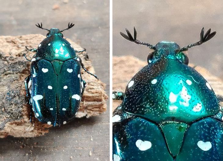 Unintentional Works of Art Created by Nature bug