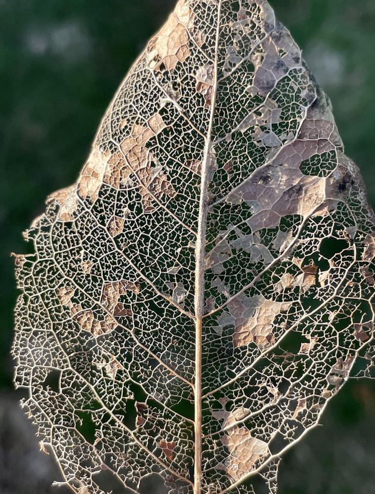 Unintentional Works of Art Created by Nature leaf pattern
