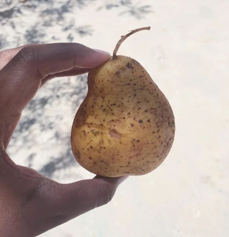 Unintentional Works of Art Created by Nature potato