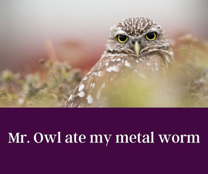 13 Funny Palindromes That Will Make You Giggle Mr. Owl ate my metal worm