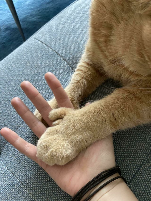 Giant Cats A hand to paw comparison