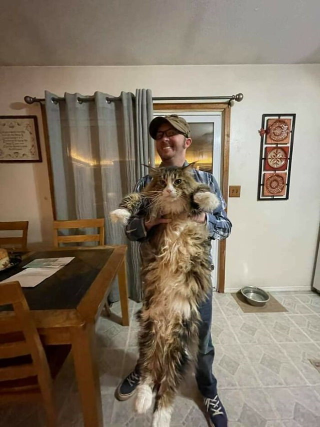 Giant Cats tall feline