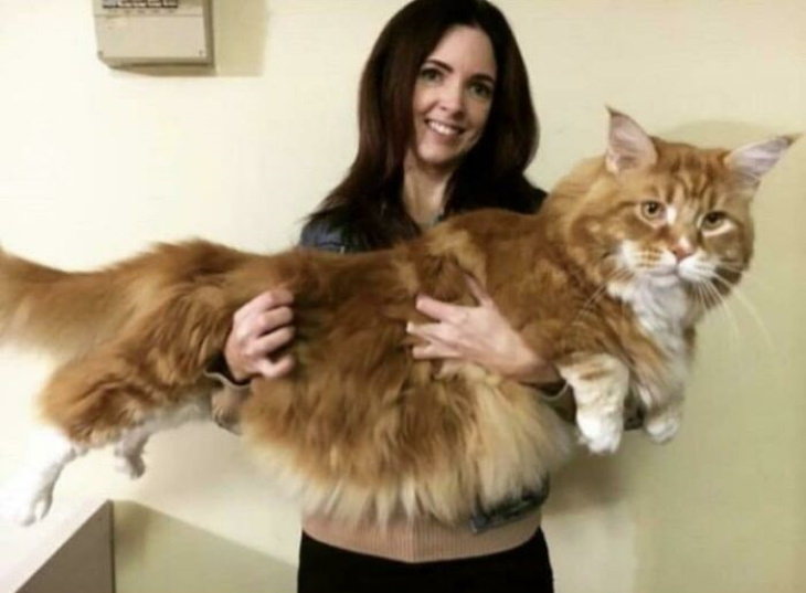 Giant Cats woman holding ginger cat