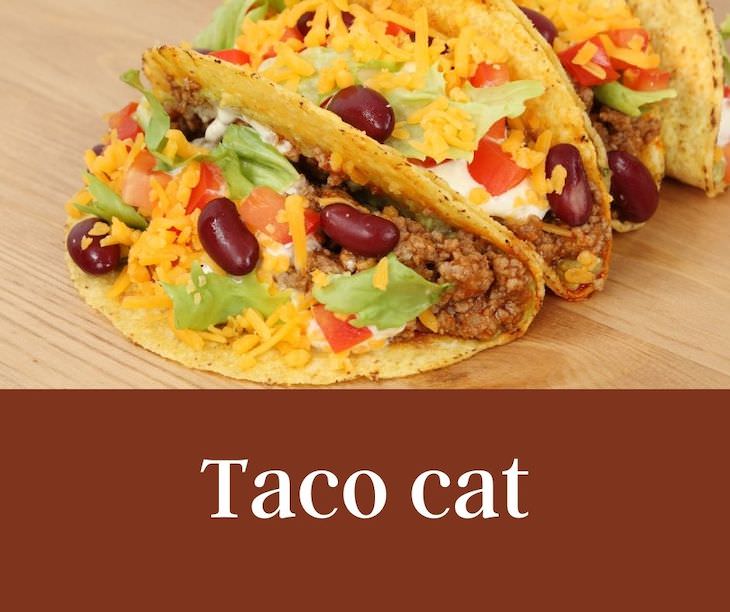 13 Funny Palindromes That Will Make You Giggle taco cat