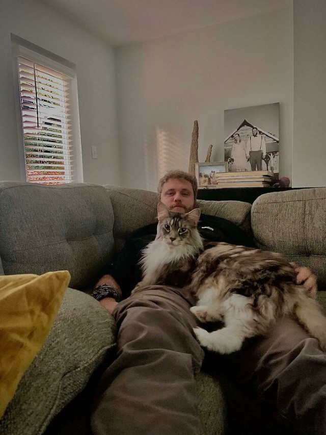 Giant Cats cat and man on the couch