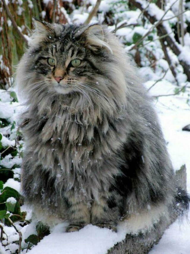 Giant Cats winter cat