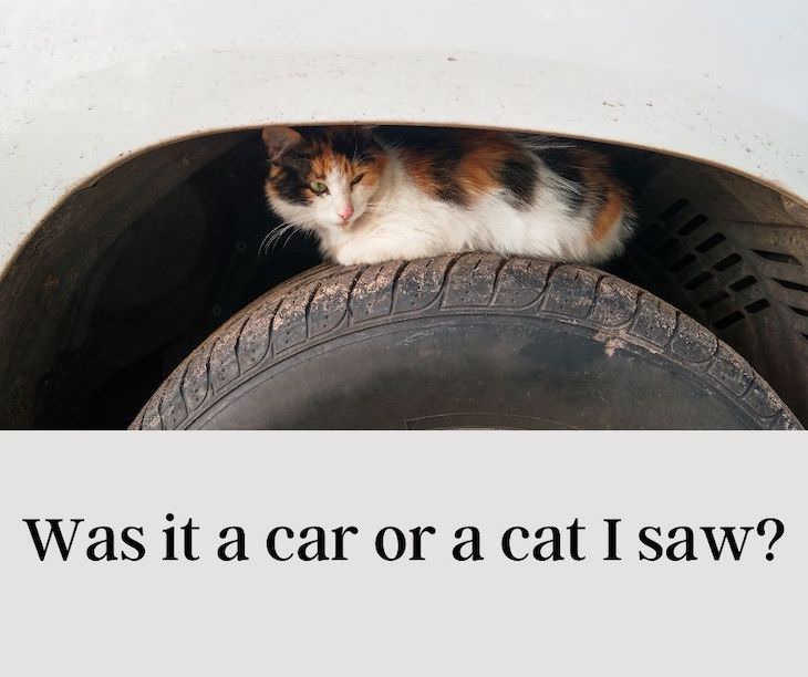 13 Funny Palindromes That Will Make You Giggle Was it a car or a cat I saw?