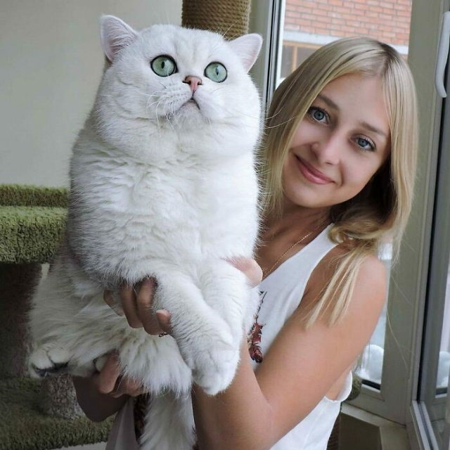 Giant Cats big white cat