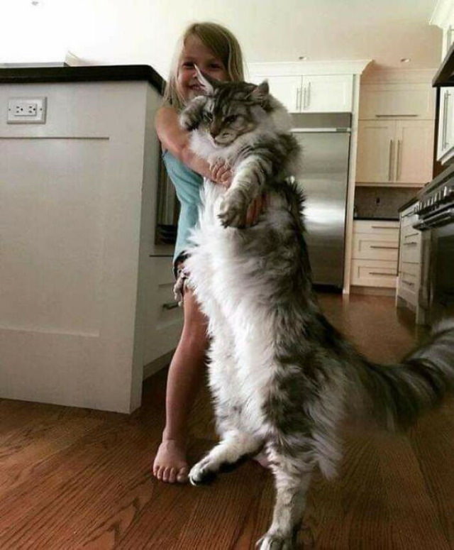 Giant Cats the same height