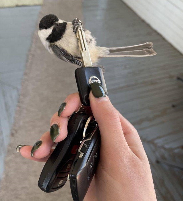 Animal Photos Snapped at the Perfect Time bird on keys