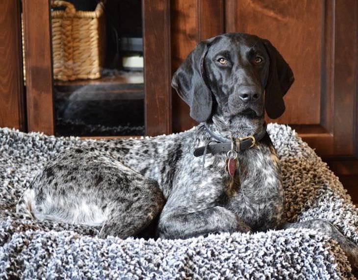 Pets That Blend Into the Background Perfectly dog