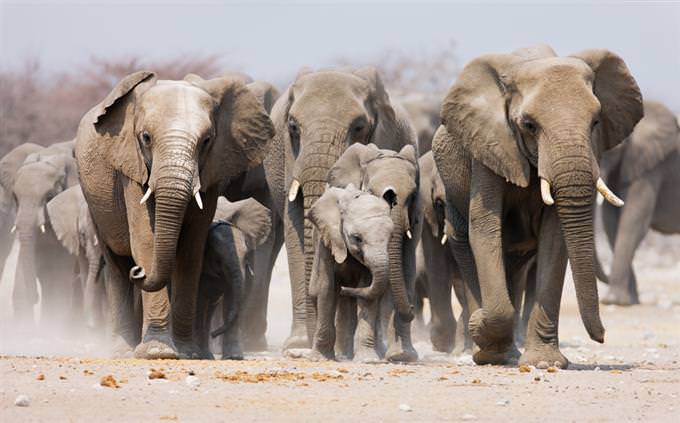 Quiz: What Do You Know About Elephants? | Animal Trivia Quizzes