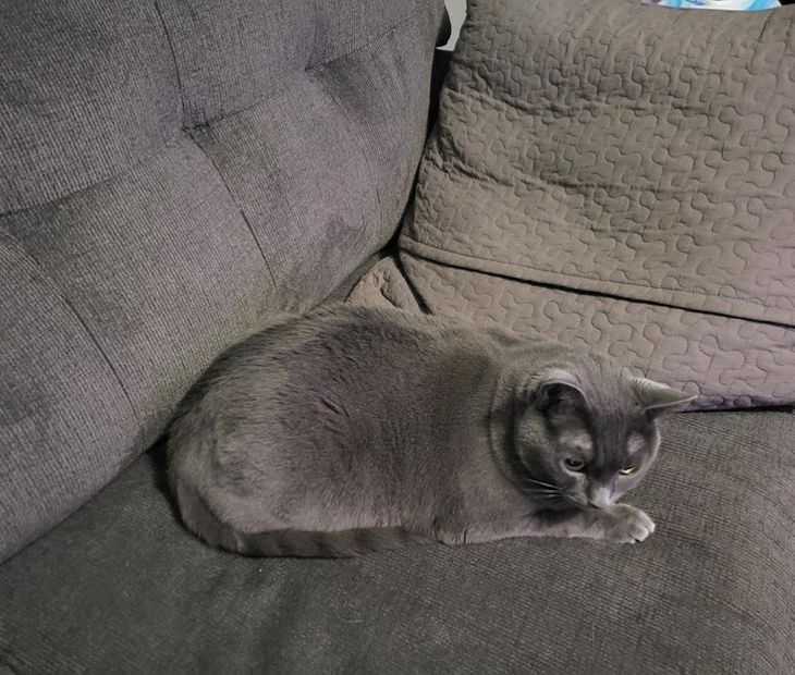 Pets That Blend Into the Background Perfectly grey cat