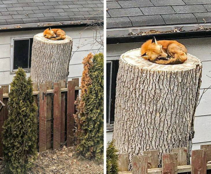 Animal Photos Snapped at the Perfect Time “The sweetest little fox sleeping on a tree stump”