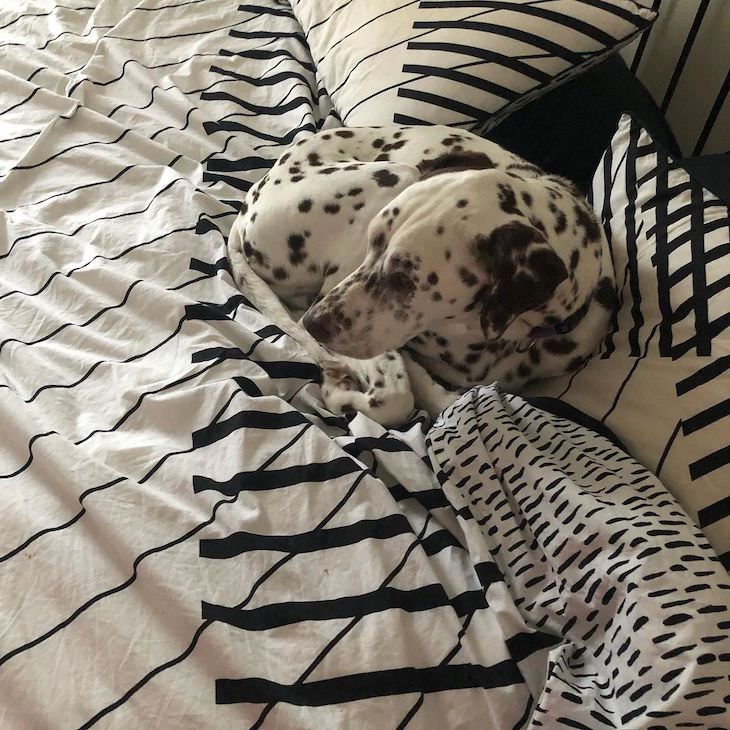 Pets That Blend Into the Background Perfectly Dalmatian 
