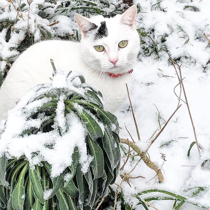 Pets That Blend Into the Background Perfectly cat in the snow