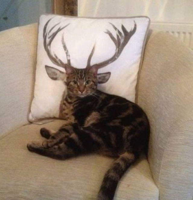 Animal Photos Snapped at the Perfect Time  Is it a cat? Is it a deer?