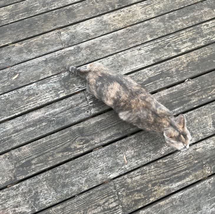 Pets That Blend Into the Background Perfectly cat and deck