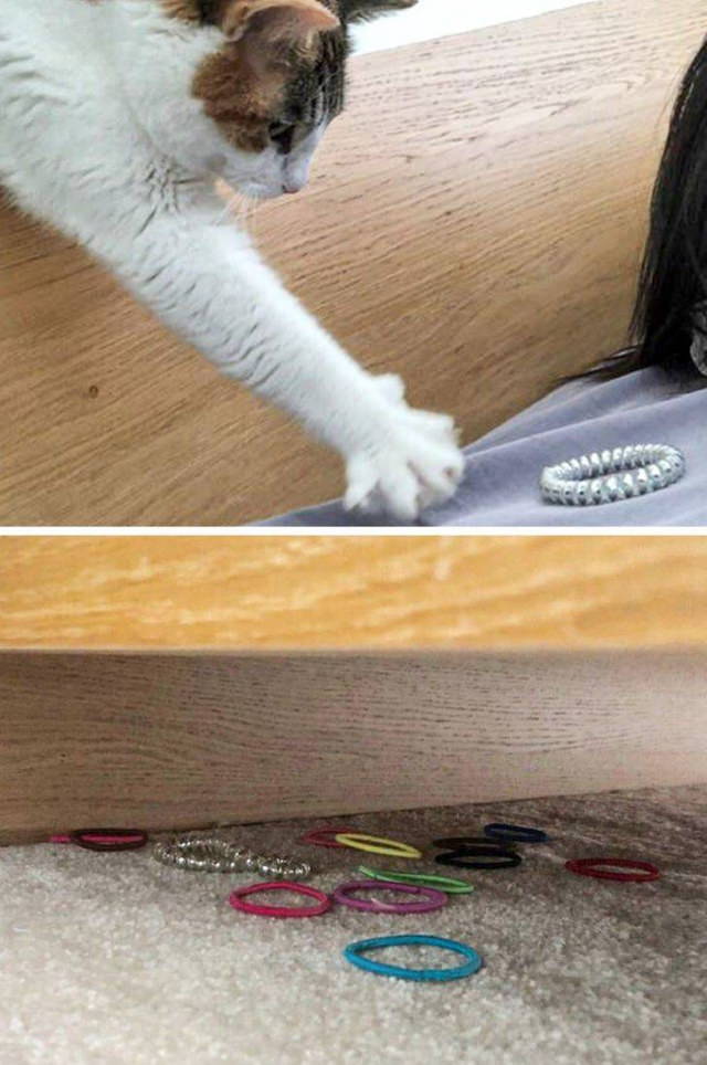 Animal Photos Snapped at the Perfect Time cat stealing hair tie