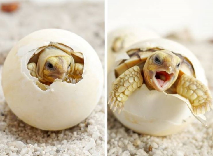 Animal Photos Snapped at the Perfect Time A baby turtle hatching