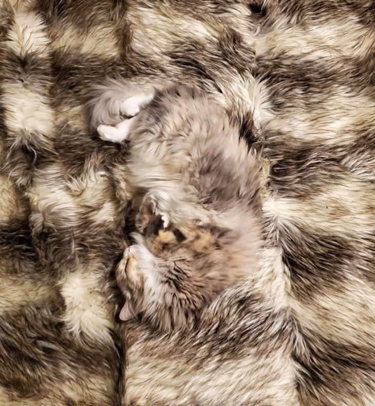 Pets That Blend Into the Background Perfectly fluffy cat