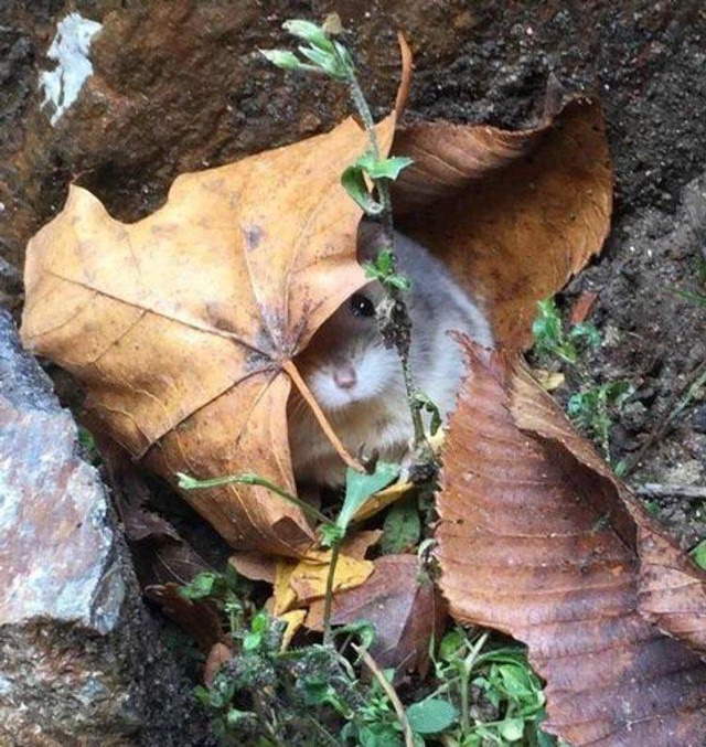 Animal Photos Snapped at the Perfect Time Just a tiny hamster hiding under a leaf.
